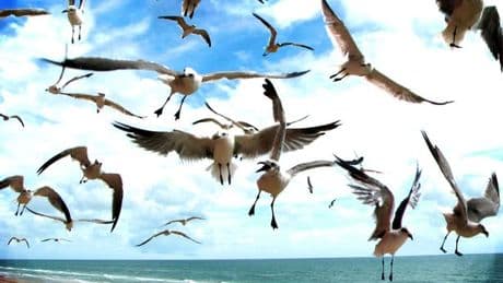 Seagulls won't steal your food at beach if you wear this popular pattern