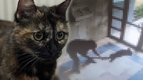 Kediyi işkence ederek öldürmüştü, tutuklandı