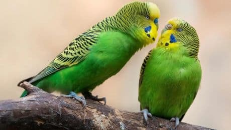 Cómo educar a un loro: tres errores frecuentes y los consejos para evitarlos
