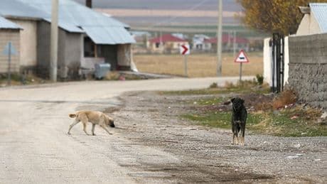 Zehirlendikleri öne sürülen 6 sokak köpeği ile 2 kedi öldü