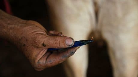 Ranchers in southern Mexico are struggling against a flesh-eating parasite infecting livestock
