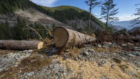 B.C. logging industry needs to do more to cut wildfire risk, report finds
