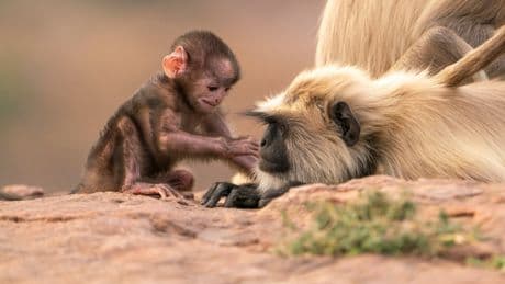 Parenthood: David Attenborough returns to unassumingly radicalise us into protecting the planet