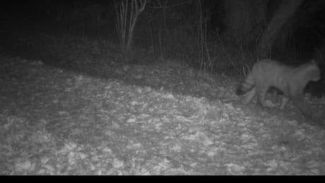 Seltene Wildkatze im Süden Schleswig-Holsteins nachgewiesen