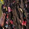 Devotees say Bolivia's lightning-struck 'miracle tree' conjures luck