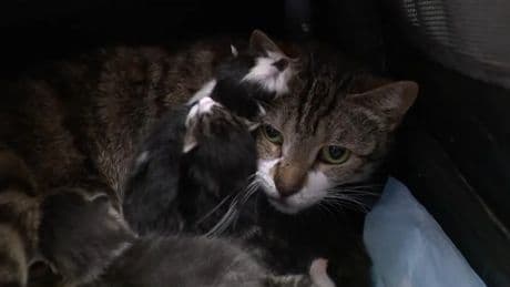 New York resident charged after 69 live cats and 24 dead ones are found in his home