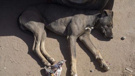 Hoogste hof India beveelt verwijdering straathonden uit hoofdstad