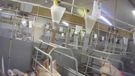 Supermarkets suspend ties with pig farm over animal abuse claims