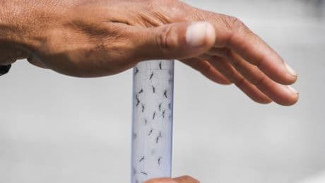 Europe on brink of endemic dengue and chikungunya as mosquitoes move north