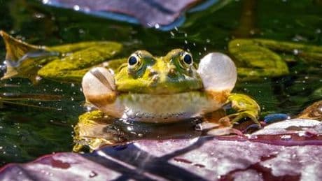 Österreich: Froschquaken zu laut, Teichbesitzer verliert vor Gericht