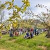 Obstweine, Rummel und eine Königin: Was Sie zum Baumblütenfest in Werder (Havel) wissen müssen