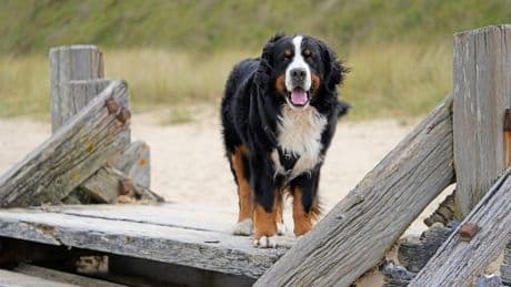 Nach Biss: Polizist erschießt Hund von Urlaubern auf Sylt – Halterin macht Polizei Vorwürfe