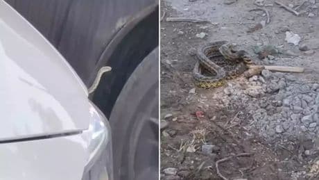 İnegöl’deki 4 mahallede yılan tedirginliği