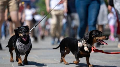 Hundreds of dachshunds descend upon park for record attempt