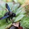 Quiz. Saurez-vous reconnaître ces dix petites bêtes de nos jardins ?
