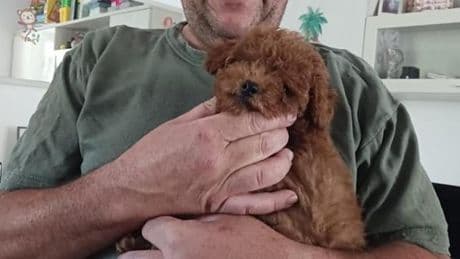 Pontremoli, il barboncino rapito torna a casa e riabbraccia la padrona di 8 anni