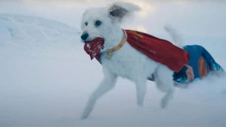 Depuis la sortie de Superman, la folle envie d’adopter un chien inquiète les associations protectrices des animaux