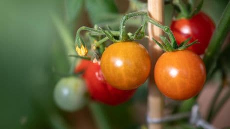 Gemüsegarten: Tomaten pflanzen: Wie die kleinen Früchtchen von der Fensterbank ins Beet kommen