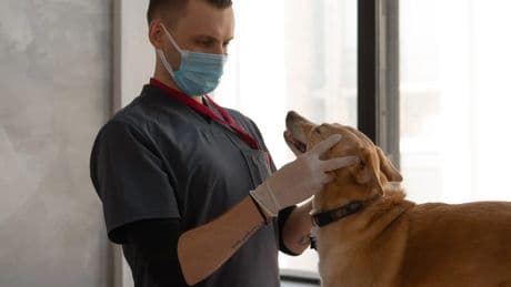 El estigma de las drogas también afecta a las mascotas y retrasa la atención veterinaria