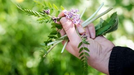 Dans un atelier de cueillette de plantes comestibles : « Dans les forêts, nous passons à côté de trésors dont nous ignorons tout ! »