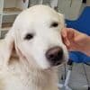 Doppel-Blind-Studie: Trainierte Hunde können Parkinson erschnüffeln