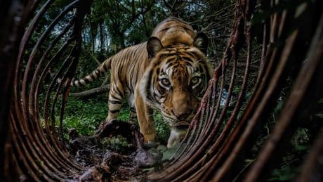 Umwelt-Fotopreis: So überwältigend kann Naturfotografie sein