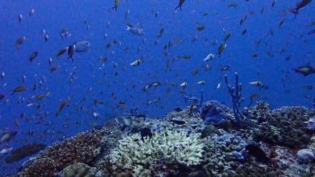 Les Maldives lèvent l’interdiction de la pêche aux requins