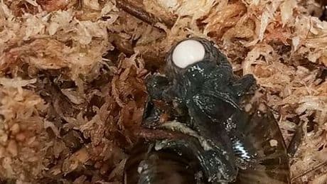 Seltene Schneckenart legt Eier aus ihrem Hals