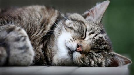 Langschläfer mit Vorzugsseite: Katzen sind Linksschläfer – aus gutem Grund
