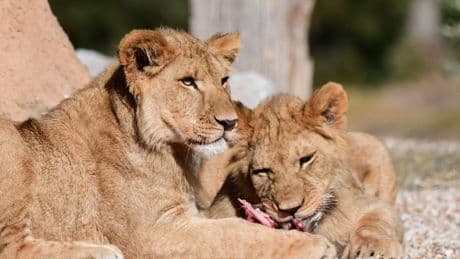 Deense dierentuin verbaasd over commotie: konijnen worden al jaren aan de leeuwen gevoerd