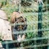 Deense dierentuin vraagt mensen hun kleine huisdieren te doneren als voedsel voor roofdieren