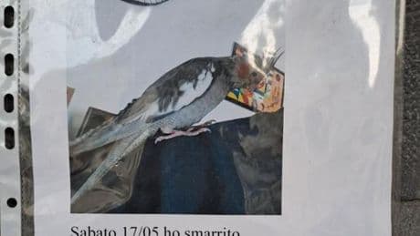 Genova, l’appello di Yuri: “Aiutatemi a ritrovare il pappagallo Anacleto”