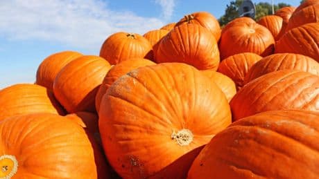 Braunschweig: Kürbissaison startet – Herbstzauber in Papes Gemüsegarten