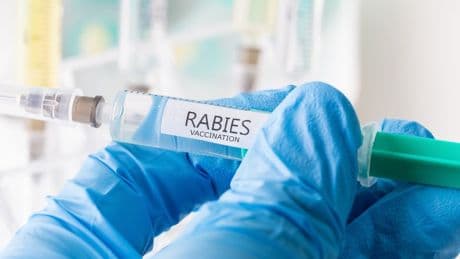 Rabies: What are the symptoms and how to get a vaccine?