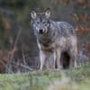 Utrecht wil wolf afschieten na meerdere incidenten: 'Direct gevaar voor mensen'