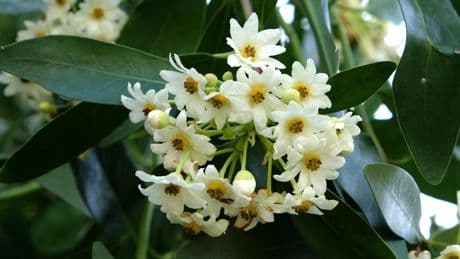 Jardin : les drimys sont en fleurs !