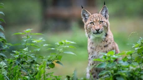 Labrador-sized big cat could be reintroduced into wild in UK within two years