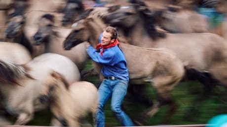 Tradition: Fang der Wildpferde im Merfelder Bruch