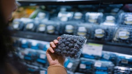 Blaubeeren als Superfood? Aber nur, wenn Sie diese geheime Sorte wählen