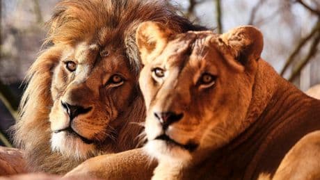 Zoo Hannover: Ehemalige Tierpflegerin kehrt schwerstkrank zurück