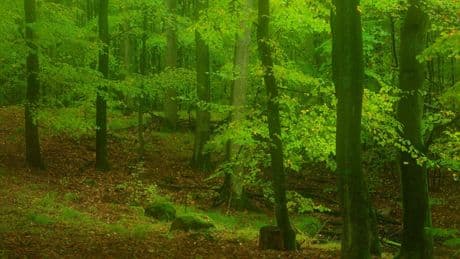 Ausflug ab Berlin: Heilige Hallen – geheimnisvoller Wald