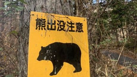 Japan: Bär attackiert offenbar Frau vor Pflegeheim