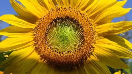 El girasol hipnotizante