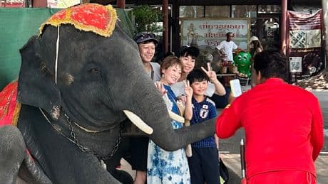 Die gequälten Elefanten von Ayutthaya - Lachen mit der Traurigkeit