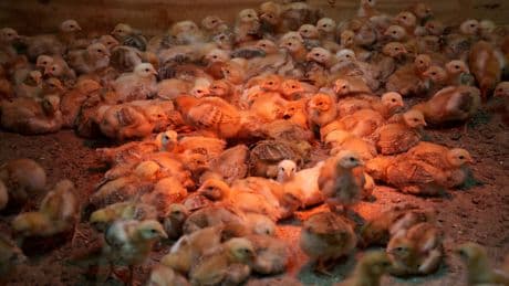 Thousands of Chicks Left in Postal Service Truck Overwhelm a Delaware Shelter