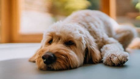 Vet shares signs your dog has dementia as adorable TV star sadly dies