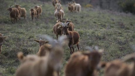 Hongerige geiten helpen bosbranden voorkomen in Spanje