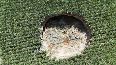 Mısır tarlasında korkutan manzara: Birdenbire oluştu, tam 15 metre!