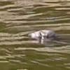 KIJK. Zeehond gespot in de Schelde in Zwijnaarde