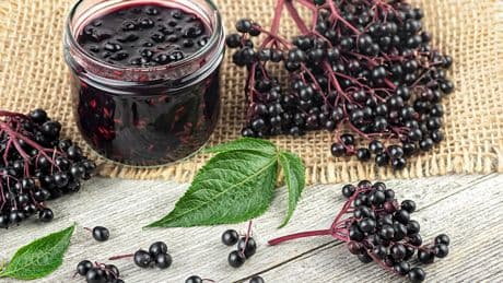 Kleine Beere, große Wirkung: Was dieses Power-Obst so besonders macht